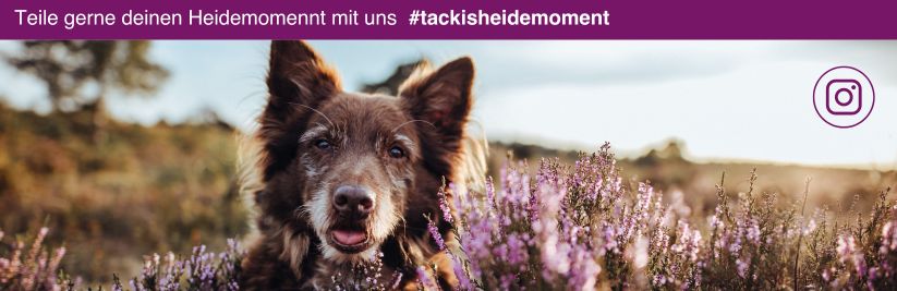 #tackisheidemoment